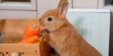 What Are the Best Litter Options for Rabbits and Guinea Pigs?